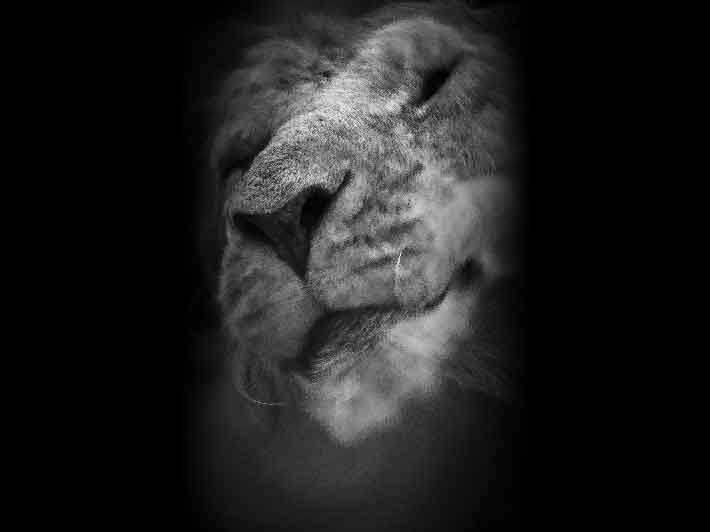 wilikit-wilfrid-huguenin-virchaux-photo-safari-thoiry-2013-01-lion