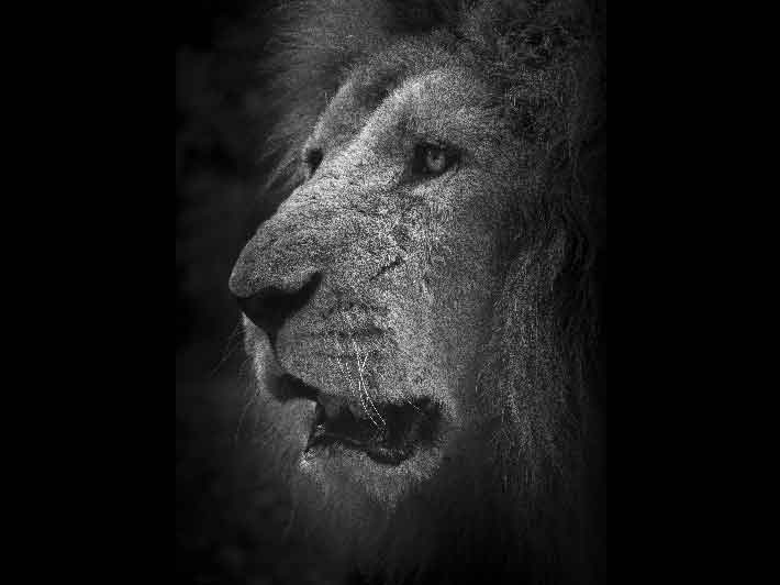 wilikit-wilfrid-huguenin-virchaux-photo-safari-thoiry-2013-02-lion