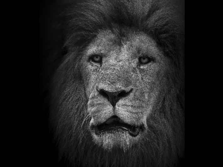 wilikit-wilfrid-huguenin-virchaux-photo-safari-thoiry-2013-04-lion