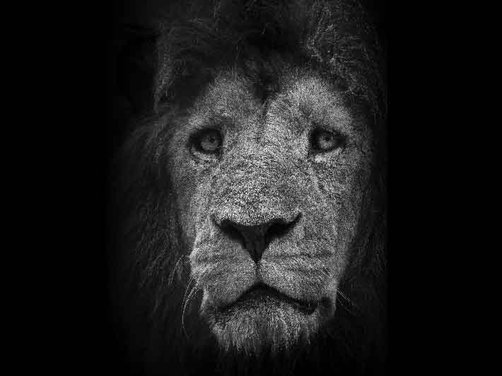 wilikit-wilfrid-huguenin-virchaux-photo-safari-thoiry-2013-05-lion