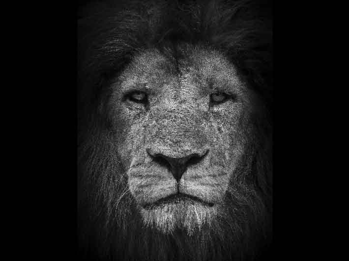 wilikit-wilfrid-huguenin-virchaux-photo-safari-thoiry-2013-06-lion
