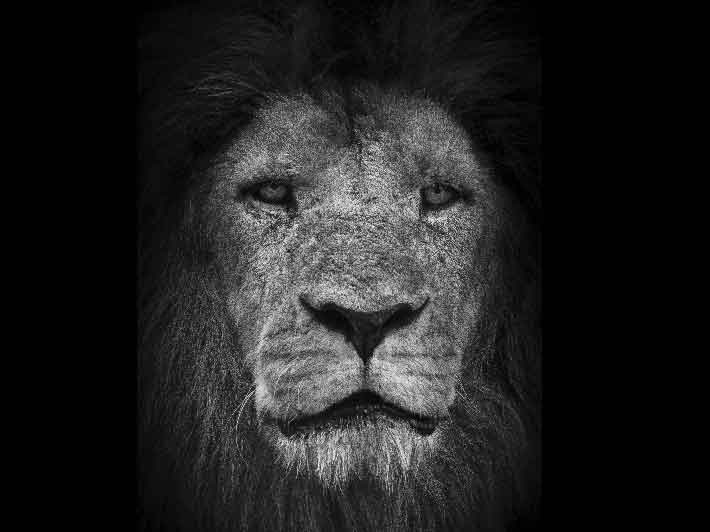 wilikit-wilfrid-huguenin-virchaux-photo-safari-thoiry-2013-07-lion