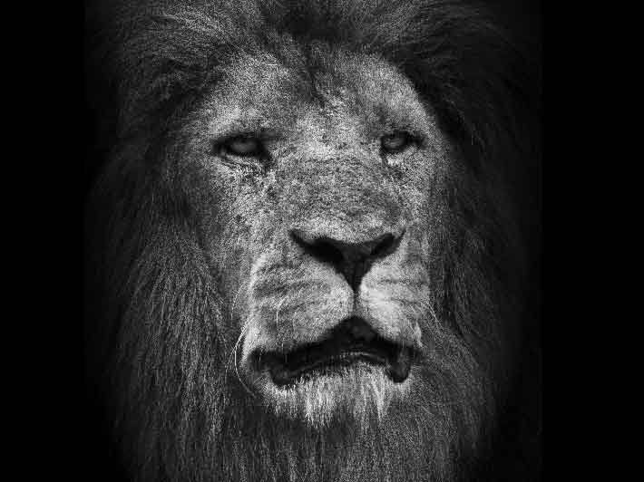 wilikit-wilfrid-huguenin-virchaux-photo-safari-thoiry-2013-09-lion