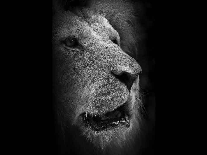 wilikit-wilfrid-huguenin-virchaux-photo-safari-thoiry-2013-10-lion