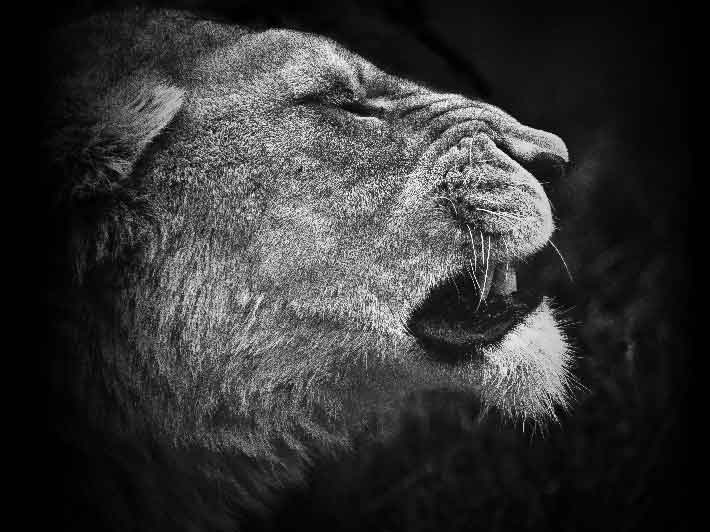 wilikit-wilfrid-huguenin-virchaux-photo-safari-thoiry-2013-11-lionne