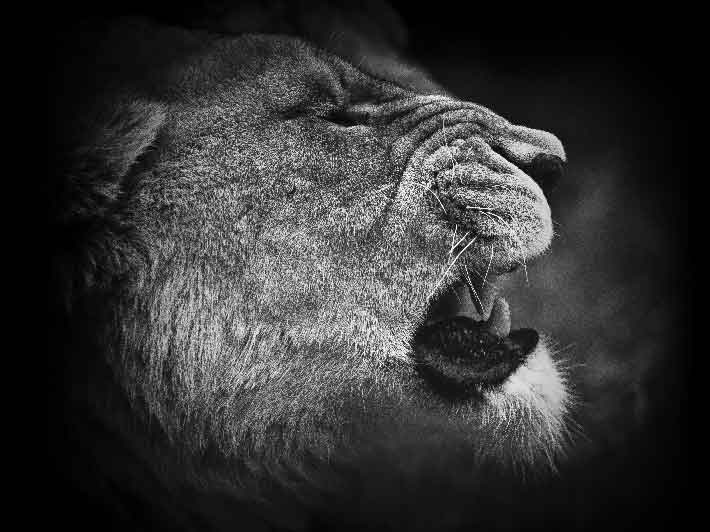 wilikit-wilfrid-huguenin-virchaux-photo-safari-thoiry-2013-12-lionne
