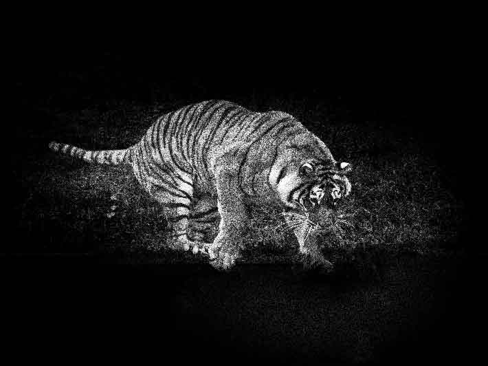 wilikit-wilfrid-huguenin-virchaux-photo-safari-thoiry-2013-13-tigre
