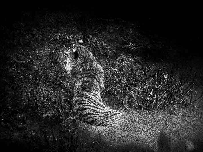 wilikit-wilfrid-huguenin-virchaux-photo-safari-thoiry-2013-14-tigre