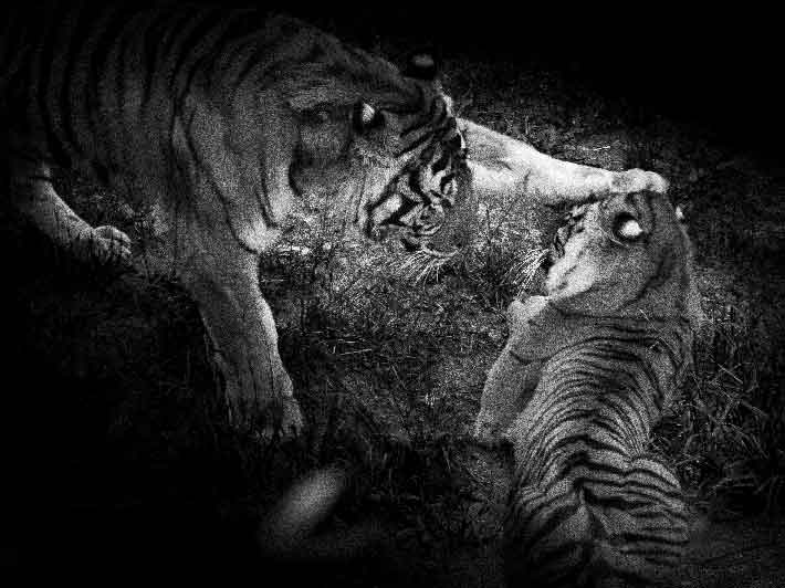 wilikit-wilfrid-huguenin-virchaux-photo-safari-thoiry-2013-15-tigre