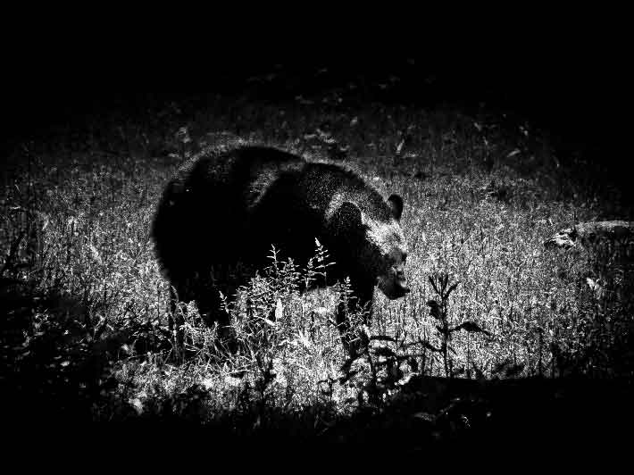 wilikit-wilfrid-huguenin-virchaux-photo-safari-thoiry-2013-19-ours
