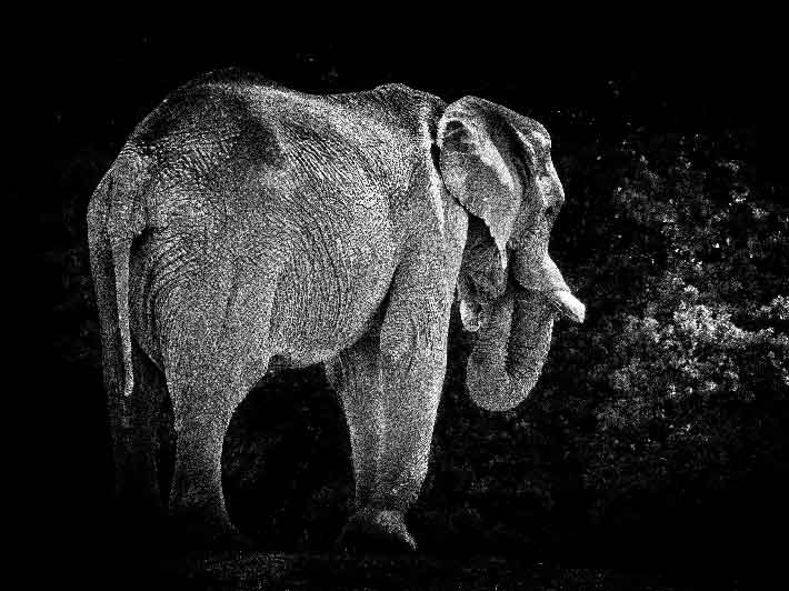 wilikit-wilfrid-huguenin-virchaux-photo-safari-thoiry-2013-21-elephant