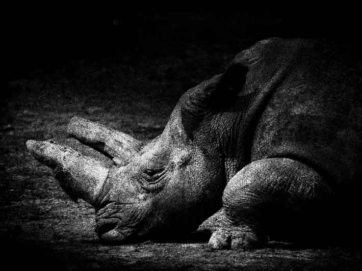 wilikit-wilfrid-huguenin-virchaux-photo-safari-thoiry-2013-22-rhinoceros