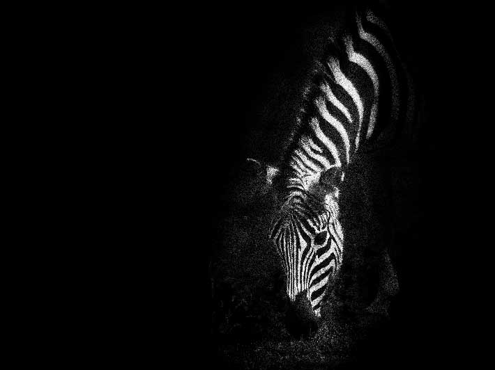 wilikit-wilfrid-huguenin-virchaux-photo-safari-thoiry-2013-26-zebre